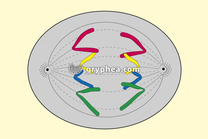 Mitose animale - Anaphase - gryphea.org